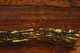 Polished Tiger Iron Stromatolite - Billion Years #129273-1